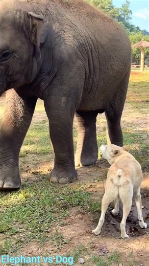 2.6K views · 59 reactions | Elephant vs Dog #fyp | Animal Arena | Facebook