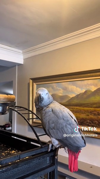 📍@abbeyglencastlehotel, Co. Galway Nestled in the romantic setting of the Twelve Bens with beautiful views overlooking Clifden Bay on the Wild Atlantic Way. Stay in the beautiful 4-star hotel and experience the best of hospitality and comfort. Take full advantage of their new wellness and relaxation centre or explore the breathtaking attractions of Connemara☘️ #wildatlanticway #originalirishhotels #visitgalway #connemara #wildatlanticwaygalway #irishhotels #ireland