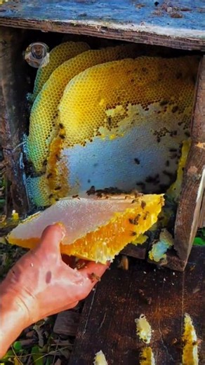 Harvesting Pure Natural Beehive from a Wooden Box – Unbelievable Honey Collection! 🍯🐝 #honey #shorts