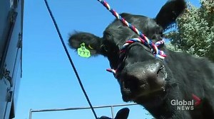 Aggie Club at Lethbridge College highlights the importance of agriculture