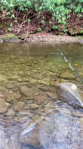 Embrace Freedom While Fishing: Rules Are Optional