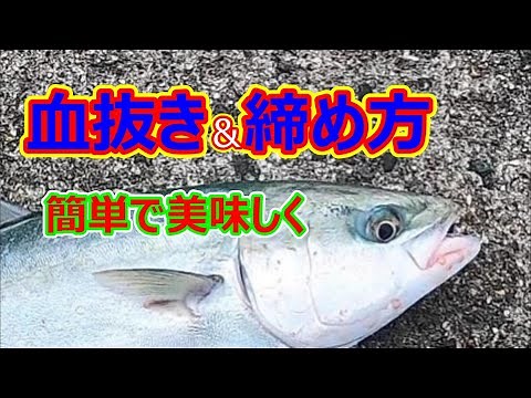 【解説】血抜きと魚の締めかた。釣り場で簡単に出来て、尚且つ美味しく魚をもって帰れる方法