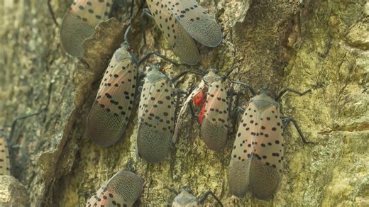 Ohio Department of Agriculture issues statewide quarantine to combat spotted lanternfly