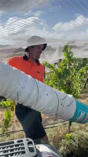 260304 Kyeema Riesling picking