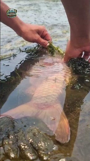 Clever Fisherman Catching a Big Golden Fish On The Jungle Water