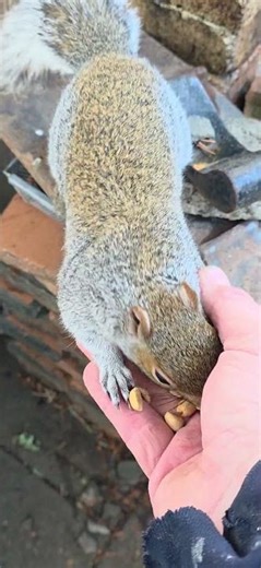 My friendly Gray Squirrel. 12/7/25