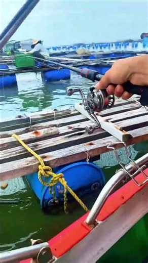 Fishing for Sea Bream (Hanh) with Powdered Bait - Episode 7 #ikada #fishing #seafishing #shorts