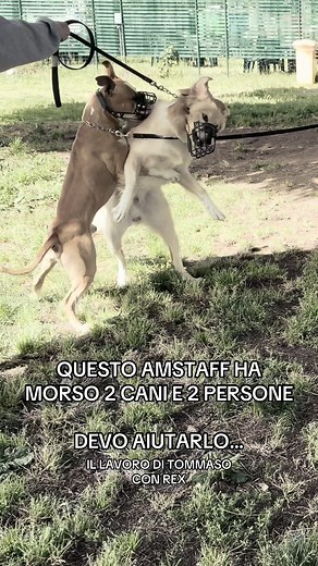 QUESTO AMSTAFF HA MORSO 2 CANI E 2 PERSONE DEVO AIUTARLO… IL LAVORO DI TOMMASO CON REX Hai problemi con il tuo cane: Scuolapercani Vuoi lavorare con i cani: Tommaso Castellano Academy Tel: ⁨345 341 8428⁩📲