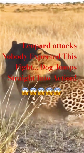 Dog vs Leopard: The Most Unexpected Wild Clash!😱😱😱
