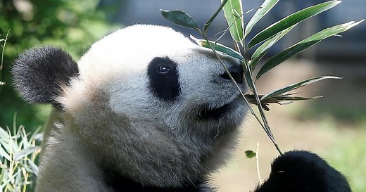 Helping giant pandas make a comeback
