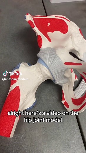Hip Joint Anatomy #anatomy #humananatomy #anatomymodel #hip #hipjoint #hipreplacementrecovery #physicaltherapy #professorkleinanatomy #bones #femur #STEM #ohiouniversity