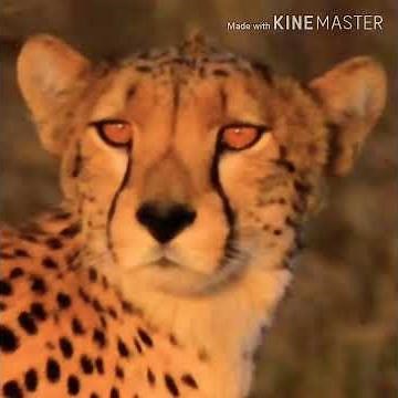 Cheetah Growl 🐆 🔊