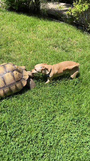 Dog and Tortoise Living Their Best Life