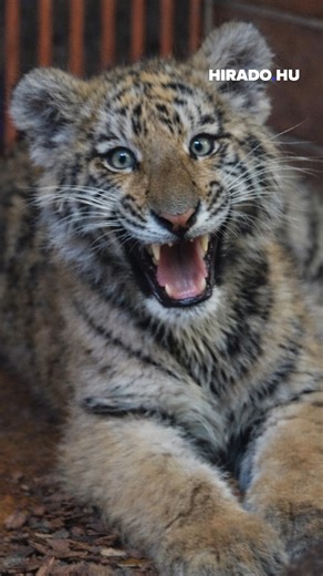 A Fővárosi Állat- és Növénykert kis lakója már nem is olyan kicsi: Pablo napról-napra szebb és erősebb. 🐯 | Kossuth Rádió