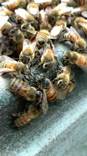 A Bee Fell Into Honey… Watch What Happens Next! 🐝🍯 #shorts