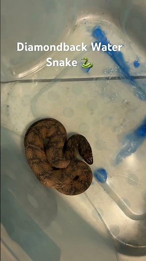 Diamondback water, snake relocation #reptiles #snakes