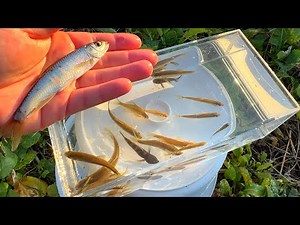 Capture and observe creatures found in common rivers in Japan. Beautiful fish, cute fish.