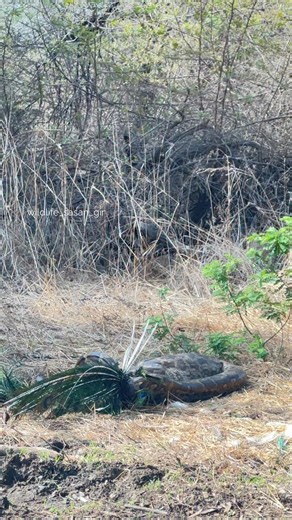 𝐆𝐈𝐑 𝐉𝐔𝐍𝐆𝐋𝐄 𝐒𝐀𝐅𝐀𝐑𝐈🦁 on Instagram: "Rare movement - Python has hunted Peacock 🦚🐍 #girnationalpark A python killing a peacock is an extremely rare event in Gir National Park, as peacocks are not a typical prey for pythons… . . . . . #girnationalpark #wildlife #sasangir #sasangirnationalpark #girnationalparkandwildlifesanctuary #devaliyanationalpark #naturelovers #gujaratforest #forestlovers #gujarattourism #wildlifephotography #bbcearth #ecotourism #gujaratforestdepartment #junaga