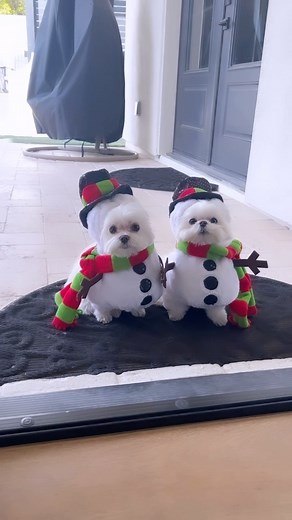 10M views · 142K reactions | ⛄️ • • #cute #dog #dogs #cutedogs #cutedog #maltese #dogsofinstagram #christmas #holiday #snowman #funny #doglover #doglove #doggo #doglovers #costume | Cocothemaltesedog | Facebook