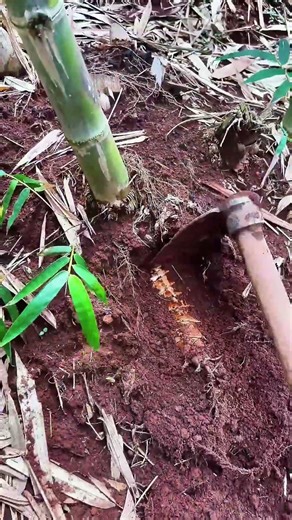 Digging ground to harvest bamboo shoots efficiently