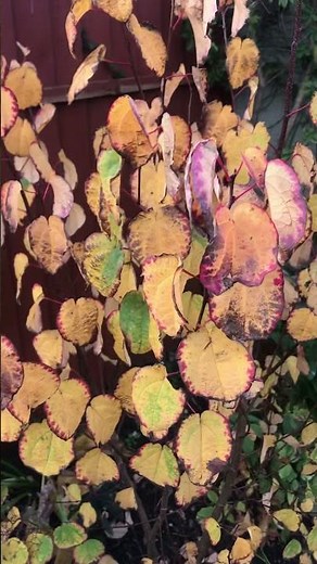 Japonicum ‘Katsura tree’ multi stem toffee apple tree.