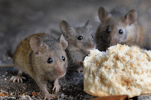 Got Mice in Your Stove? Here's How to Get Them Out!