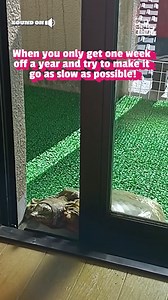 15K views · 107 reactions | I'm on vacation! ☀️️ #Turtle #Cute #Funny #TurtleLife #SoftShellTurtle To license content found in this video, email licensing@jukinmedia.com | Fur Family | Facebook