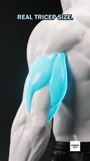 3 Tricep Moves For Serious Arm Size