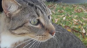 St. Pete Man, 48, Charged With Abusing a Cat