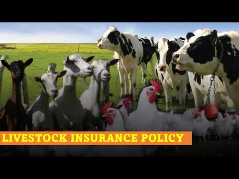 LIVESTOCK INSURANCE POLICY (#LIVESTOCKINSURANCE) | #insuranceworldtv