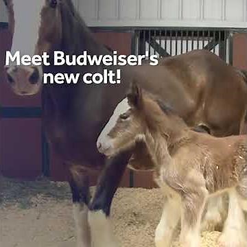 Meet Budweiser's new baby Clydesdale