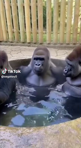 This Gorilla’s Fart Instigates Hilarious Mayhem