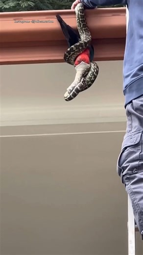 A large python has shocked a South East Queensland woman who spotted it on her roof with a parrot still in its mouth. She thanked the snake handlers from West Brisbane Snake catchers for dealing with the mid-meal snake. | Courier Mail