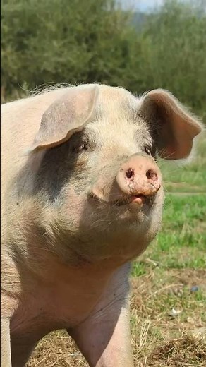 China launches 26-story pig farming skyscraper.