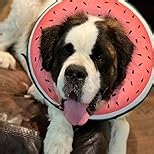 BENCMATE Inflatable Dog Cone Collar Alternative, Soft Dog Cone for Small Medium Large Dogs and Cats, Neck Recovery ECollar Donut Collar After Surgery (Medium+, Donut-Blue)