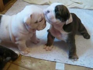 4 week old English bulldog pups trying to walk and play