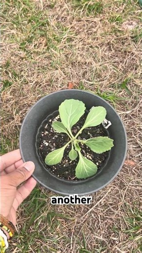 Growing Cabbage in a Container! #fy #gardening #beginnergardener #floridagardening