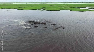 Huge Hippos family swim in river water, Chobe National park in Botswana. Hippopotamus playing in the water. Aerial footage 4K of perfect green and juicy nature all around. Wild safari boat drive.
