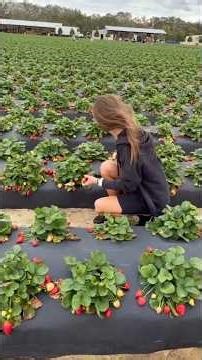 दुबई के पांच महंगी और अनोखी खेती। Dubai ki 5 mahangi aur anokhi kheti. #india #dubai #shortfeed