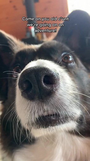 Corgi Adventures: Join the Fun with Cute Corgi Puppies!