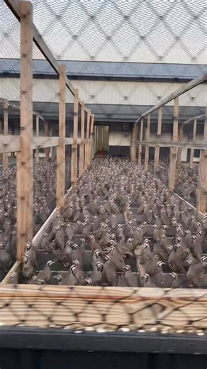 1.6K views · 36 reactions | Sound on! Mature, fast-flying birds ready to go! Need birds for your preserve or to train your dog? We’ve got you covered! Send us a message or call/text Jake at 616-836-5001. #chukarpartridge #chukar #uplandhunting | Pigeon River Game Birds LLC | Facebook