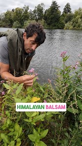 42K views · 869 reactions | Himalayan balsam is a beautiful but...