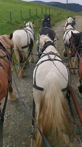 Why the long tail? Its really common in different parts of the world to Dock working breeds tails. Why? To stop them getting tangled in equipment and harness, and to stop the hose from getting its tail over the reins and clamping it down taking the control from the driver. It is also common in show animals for cosmetic reasons. Tail docking is usually achieved by ligature (banding off the tail to stop blood flow until it dies and falls off) or surgery. It actually contains vertebrae and is part 