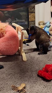 Benji's Flamingo Rocker Adventure