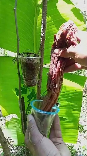 Air Layering Plant Propagation 😱 Grow New Plants Fast | Amazing Gardening Trick 🌱