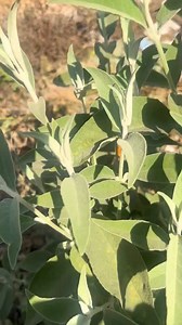 1.4M views · 22K reactions | Ram Kumar Thapa on Reels | Facebook