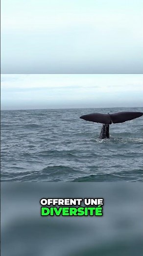 Baleines: Découvrez leur Vie Mystérieuse et Fascinante! #baleines #mysticètes #odontocètes