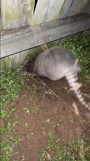 Armadillos Keep Digging Little Holes in My Backyard #funny #memes
