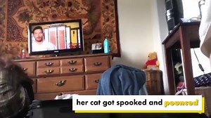 Confused cat attacks owner after she pops out of suitcase