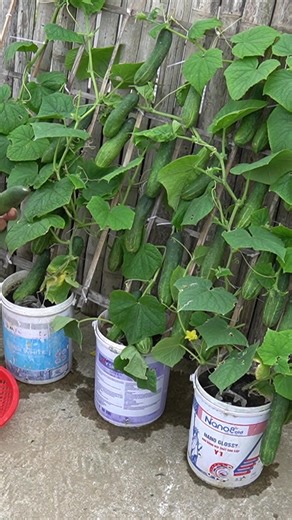 Growing Cucumbers in Containers with Fruits